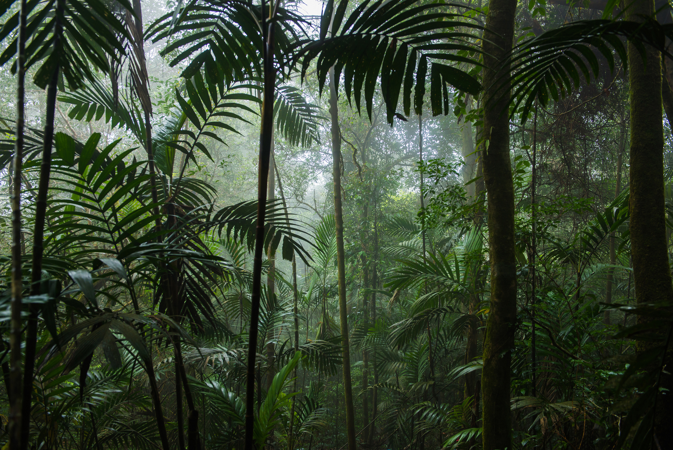 Tropical Rainforest Landscape,Tropical forest,Forest